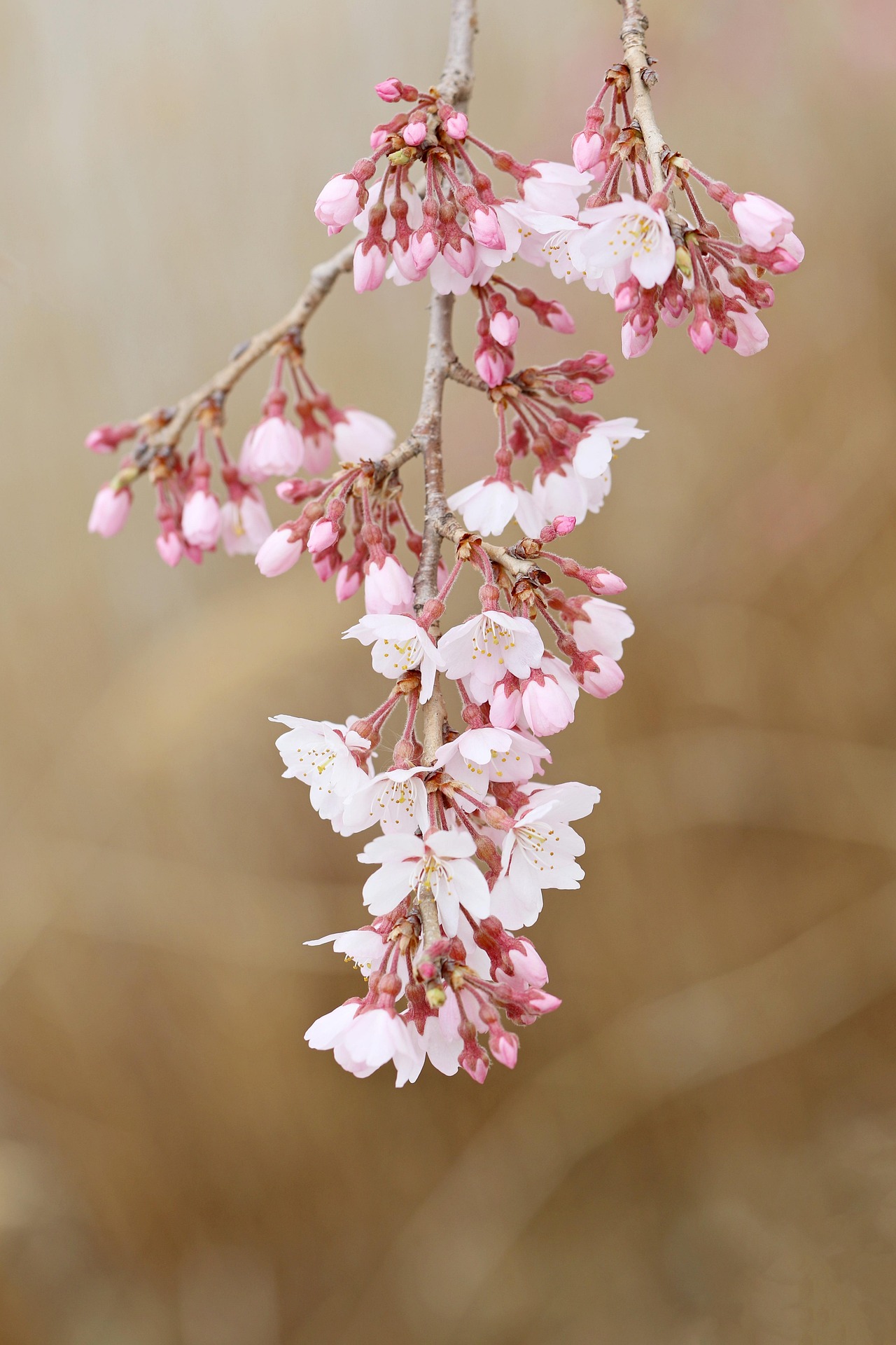 部屋から見える桜の写真